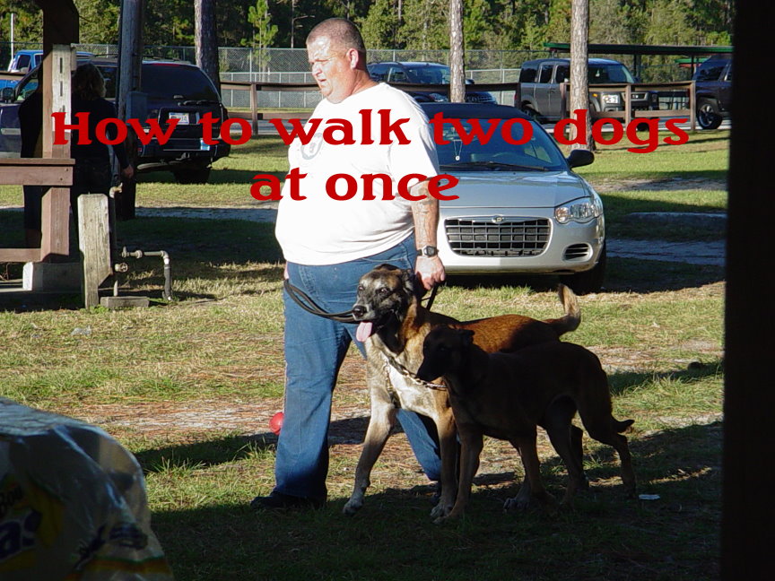 Scheurman's K9 Academy Dog Training Jacksonville Florida